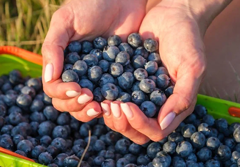 アントシアニン