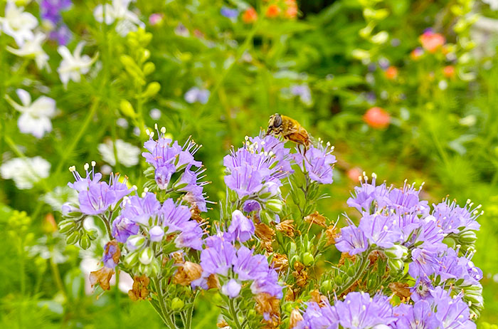 きれいな花を咲かせるのに欠かせないのが蜂たちの存在