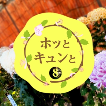 【＃8 ホッとキュンと】菊まつり