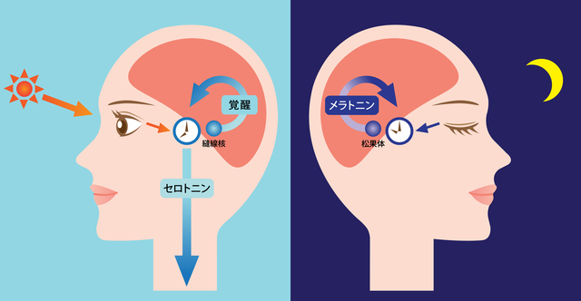 熟睡の鍵はセロトニン！？「睡眠の質」向上のメカニズム