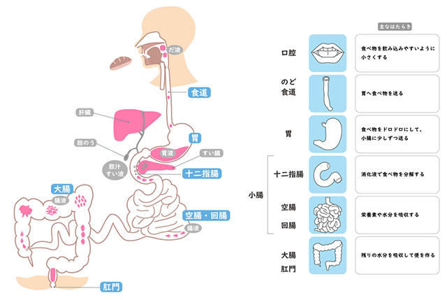 体内への栄養摂取を担う腸の働きを再認識