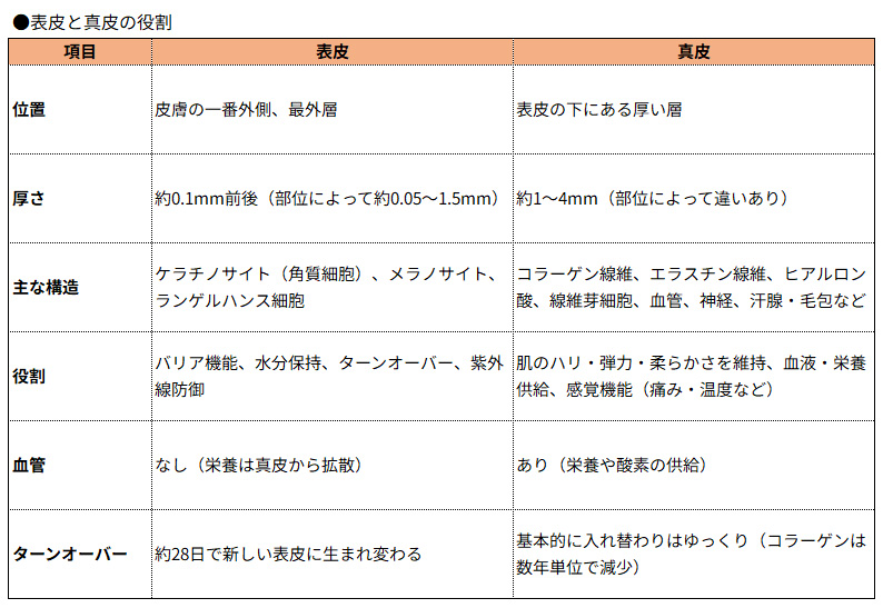 表皮と真皮の違い
